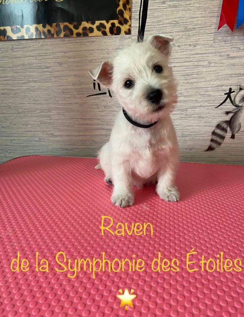 Raven De La Symphonie Des Etoiles