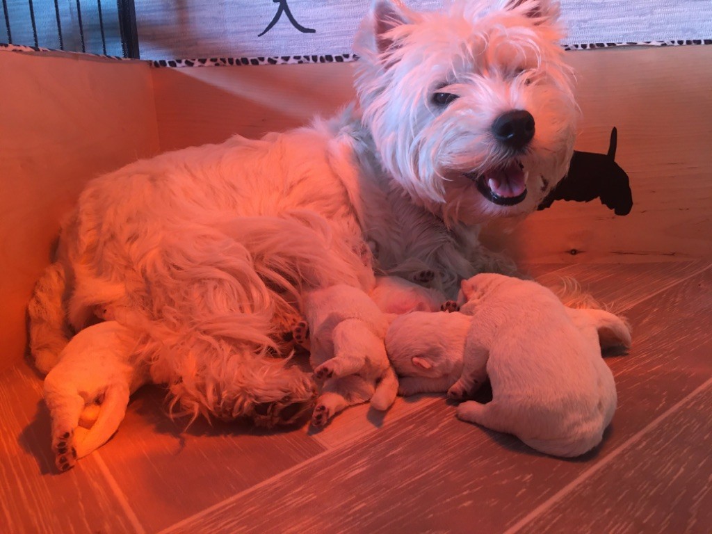 De La Symphonie Des Etoiles - West Highland White Terrier - Portée née le 18/09/2020